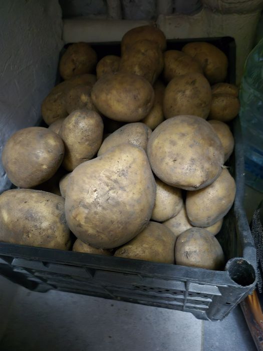 Картофель дачный