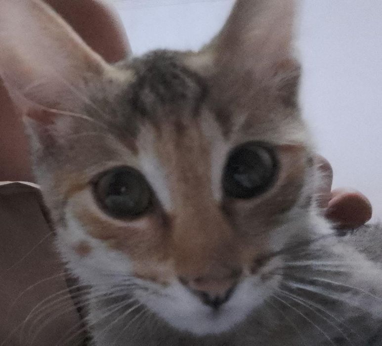 Одам бесплатно кошку