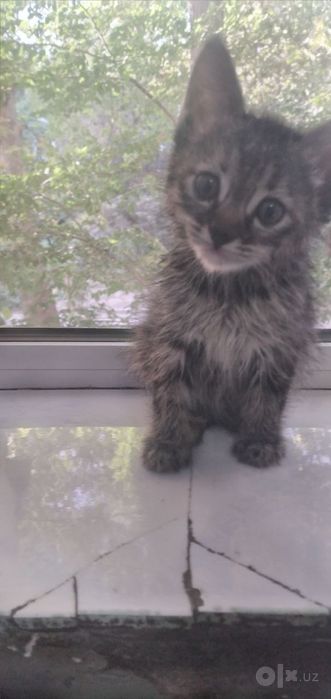 Домашний котёнок. Кошки