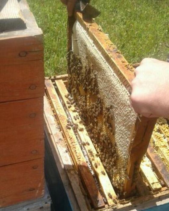 Мёд ВКО, чистый мед 100%