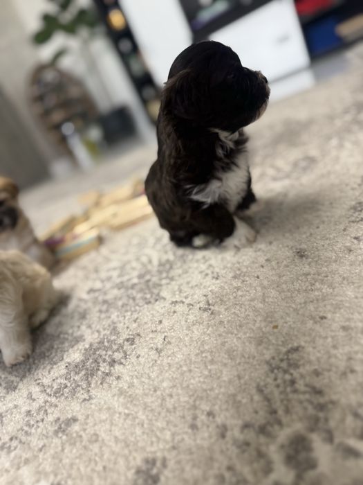 Bishon- cautam casute