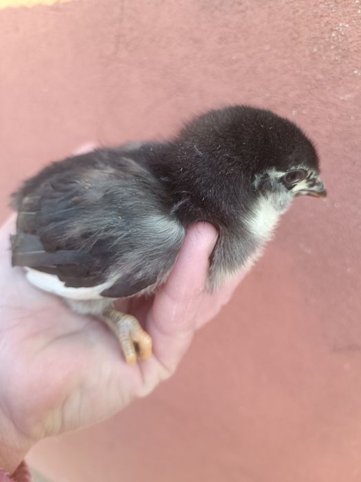 Pui araucana/ameraucana