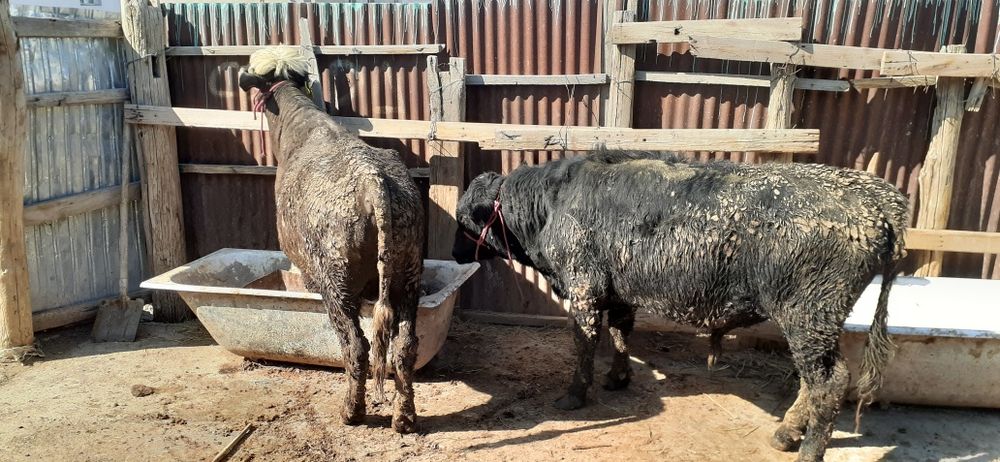 Бордақы бұқа қашарлар