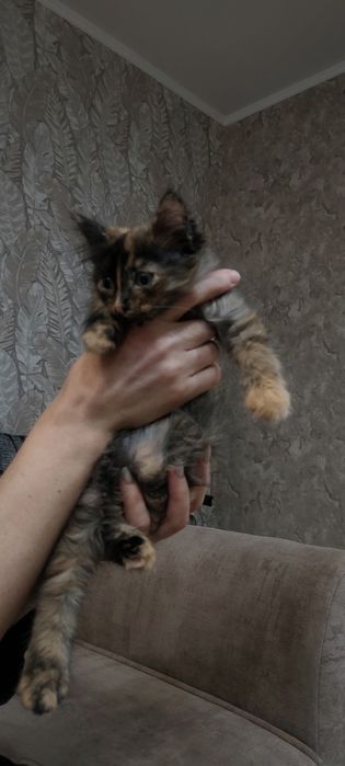 Котенок в добрые руки.