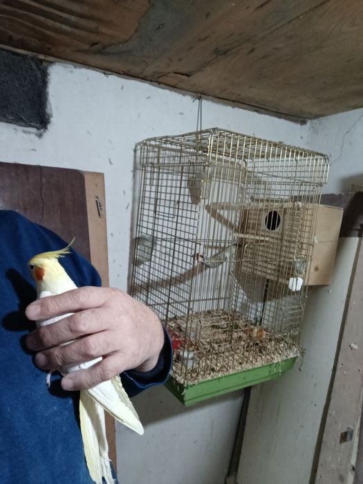 Птица карелла самкакуп вакт уча олади ва кулга ушаса тишламайди