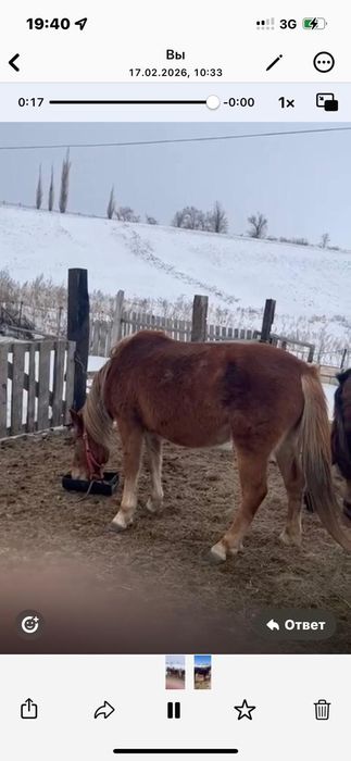 Бие мен жабагы сатылады