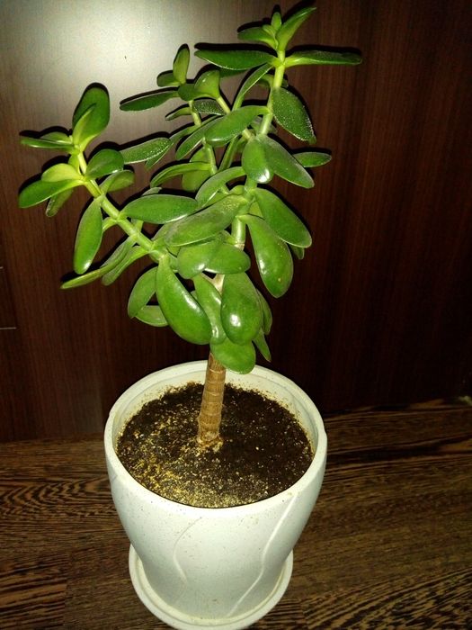 Традесканция,кротон,драцена фраганс,кливия,сенсевиера,красула,хибискус