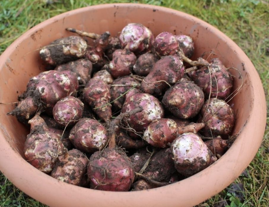 Топинамбур красный свежий