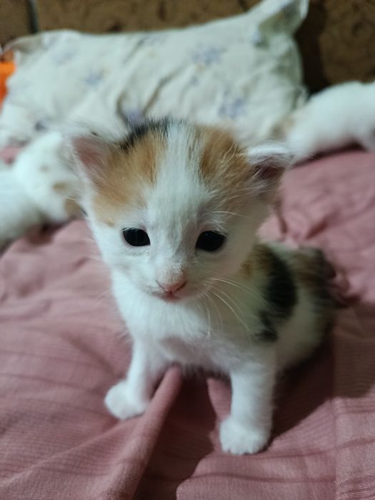 Маленькое пушистое счастье в добрые руки (1 месяц)
