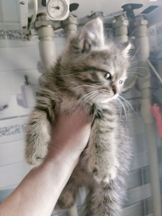 кошечки милые добрые кошечки