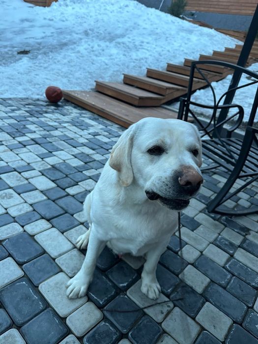 Вязка лабрадор