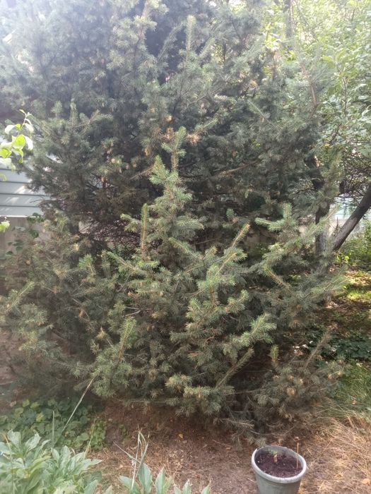 Ель обыкновенная