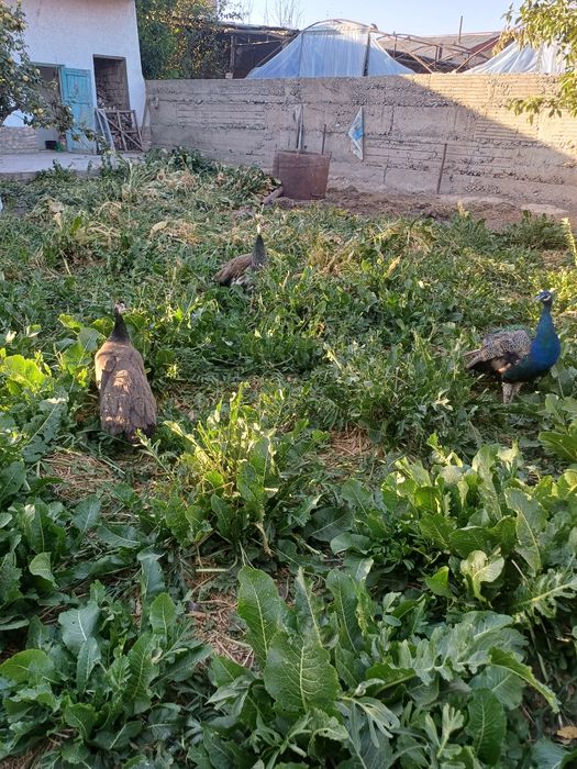 Павлин индийский