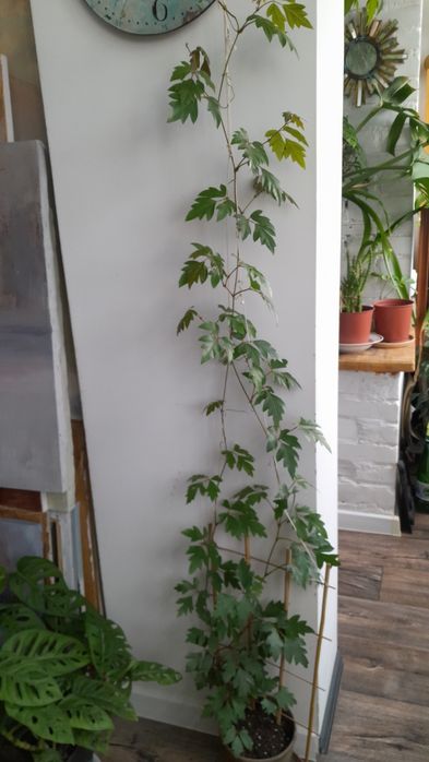 Комнатный виноград (циссус)