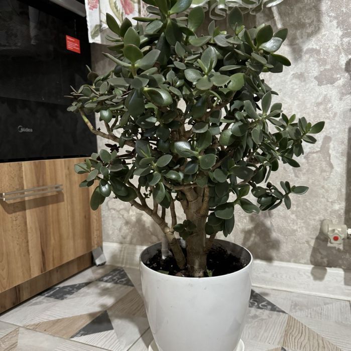 Продам.    цветы