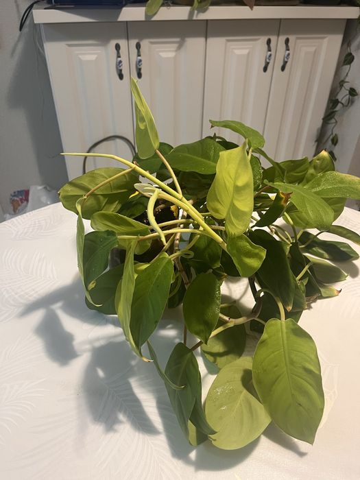 Филодендрон малай голд