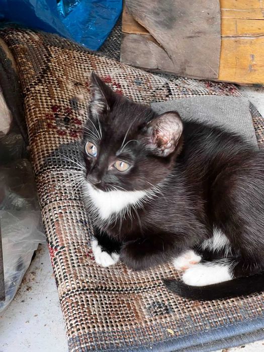 отдам красивых котят