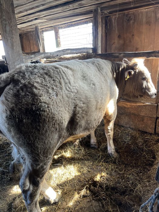 Продам Бычка на откорме