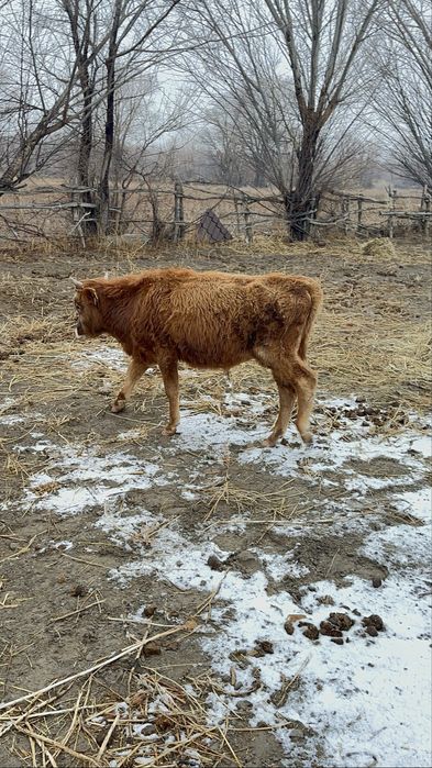 Бычок годовалы