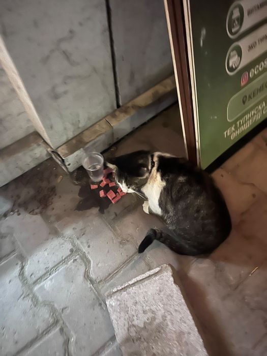 Кот Матроскин на ошейнике