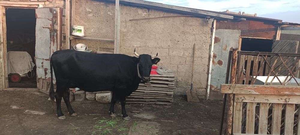 Продам двойную корову