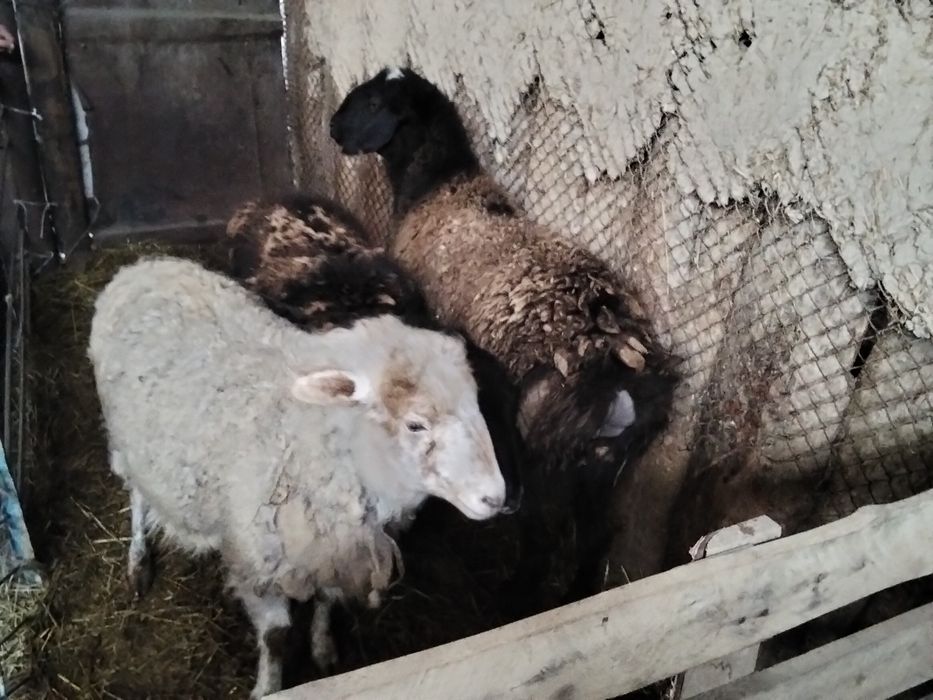 Продам баран одна гиссарская