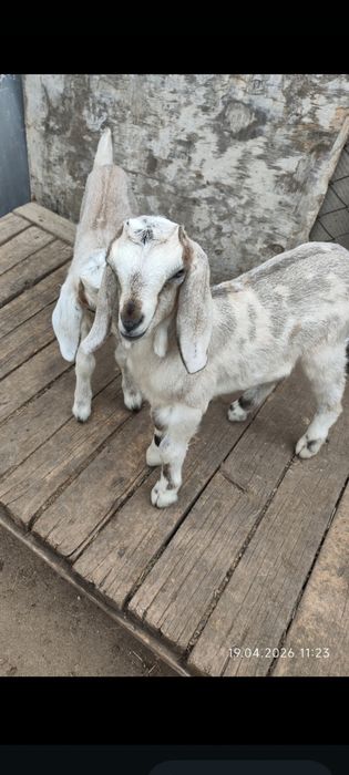 Продам  двух Зааненских козочек