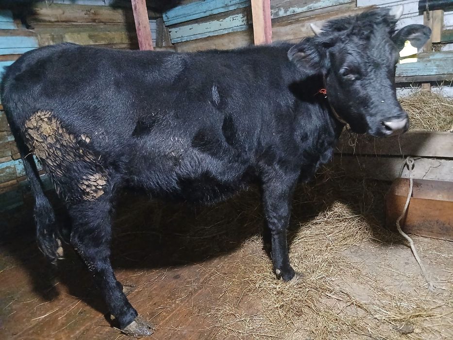 Продам тёлку Ангуст