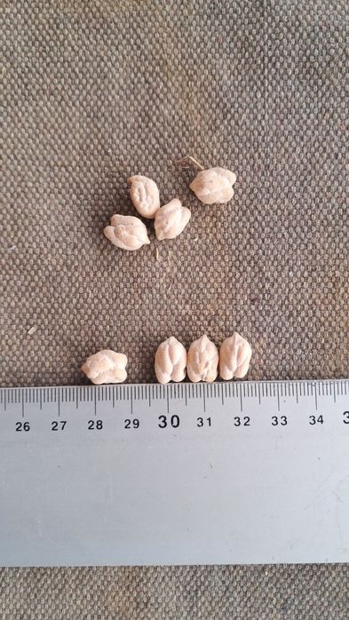 Гибрид (Амприка) навли нухат сотувда