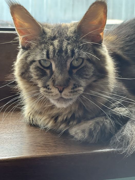 Продам шикарных котят.