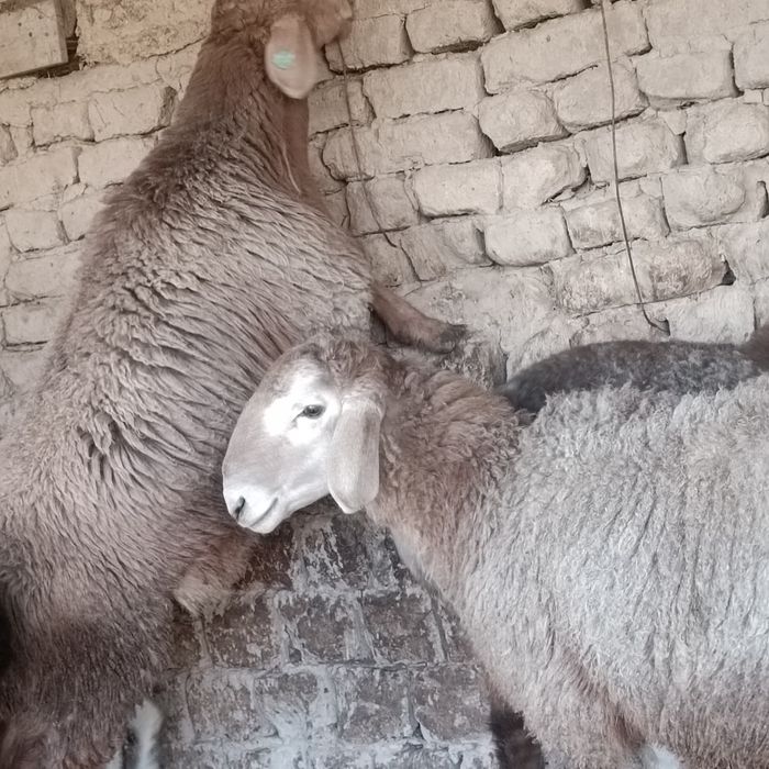 Урыктыкка токты-кошкарлар 5 бас