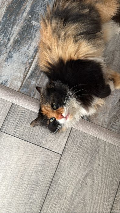 Кошечка в добрые руки