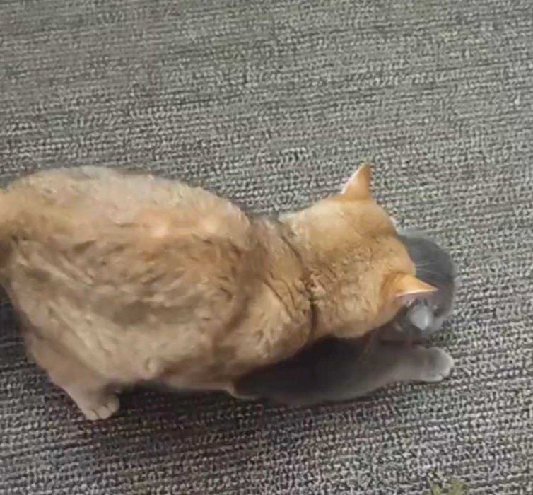 вязка коты шиншиллы