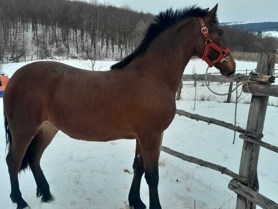 Vand manza 1 an si 5 luni