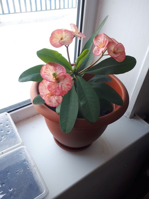 Продам комнатные цветы