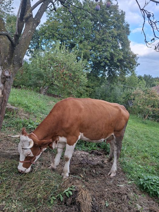 Vaca tanara simmental