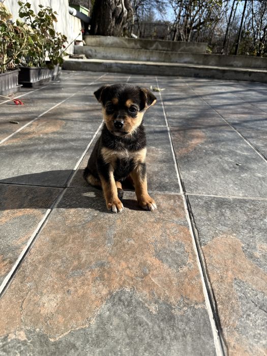 ПОДАРЯВАТ СЕ кученца на 2 месеца