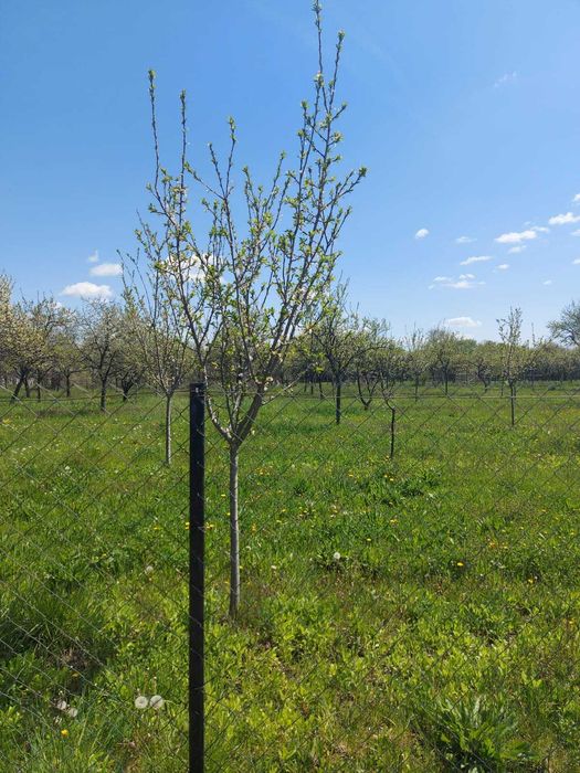 Teren intravilan 1.000 mp in Jud. Arges