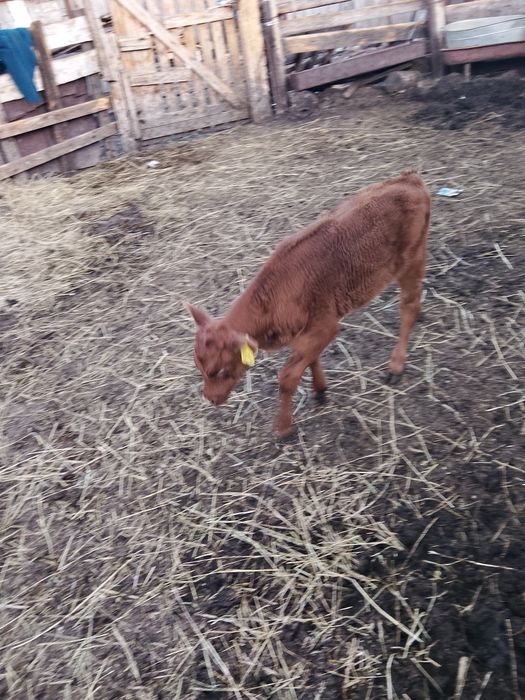 Продам бычка 13 дневного