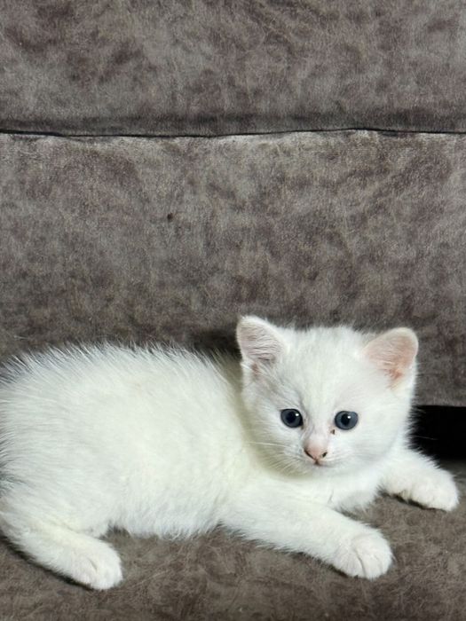 Котенок срочно!!!