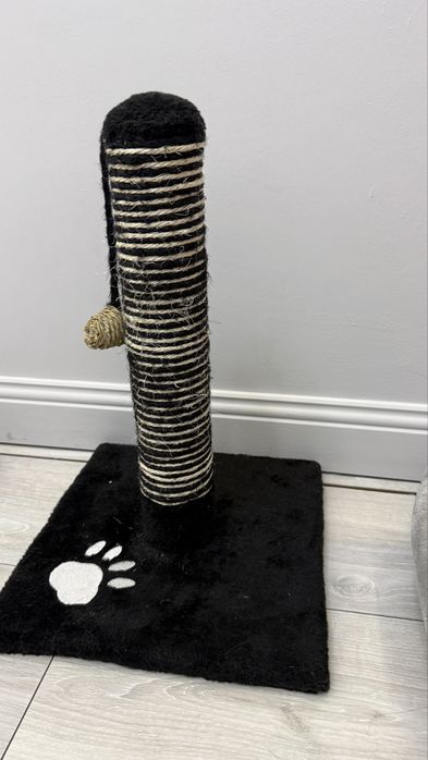 Котенок Шотланка