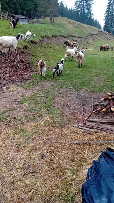 tapi de vanzare carpatin