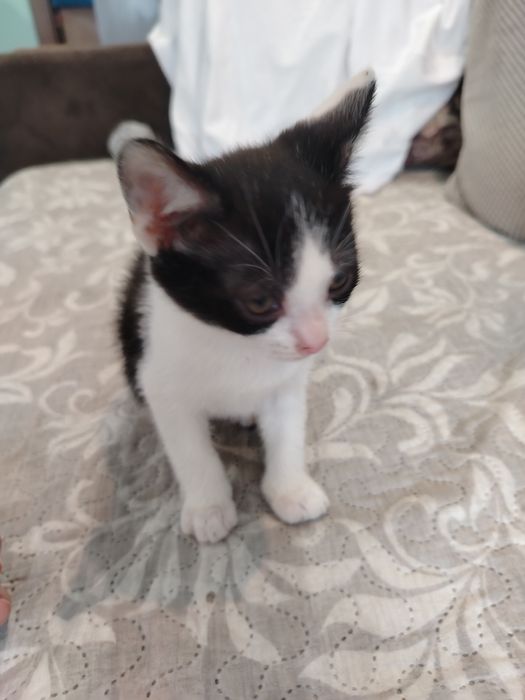 Adopție pisoias!!!