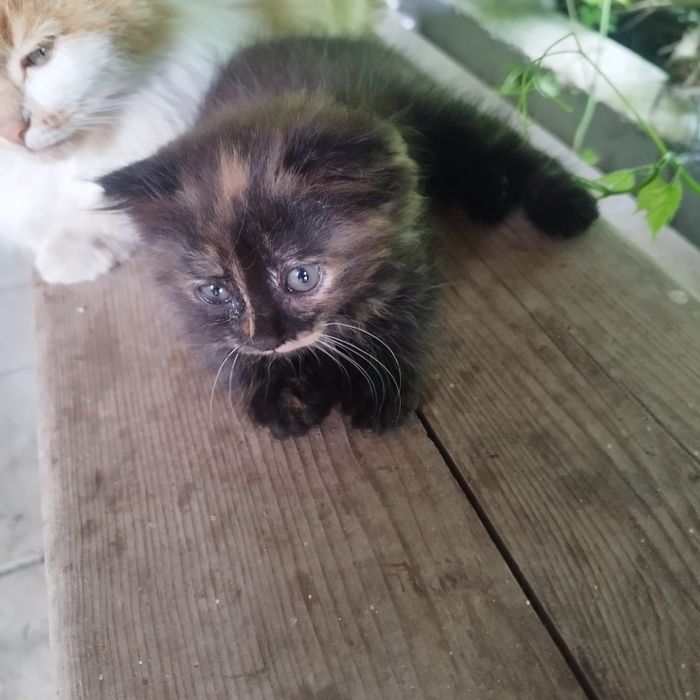 Отдам котенка девочка