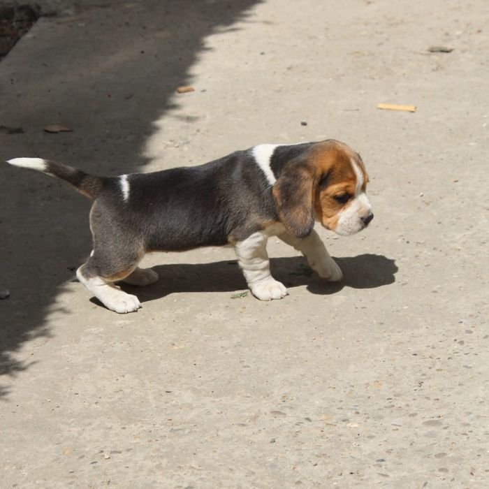 Cățelușa jucăușă Beagle