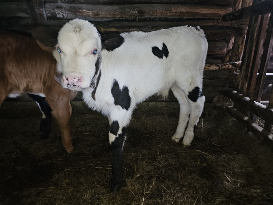 Продам телёнка бычёк