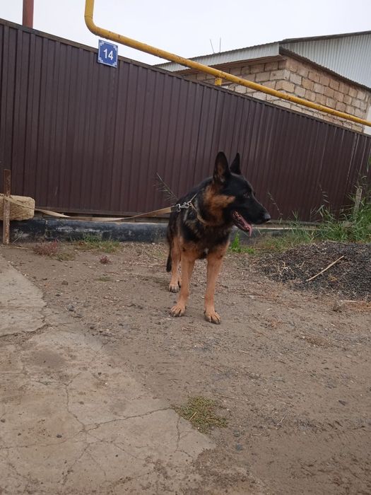 овчарка немецкий