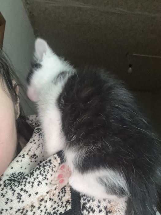 девочка,умная,любит играть