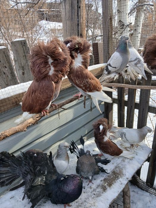 Продам голубей якобины