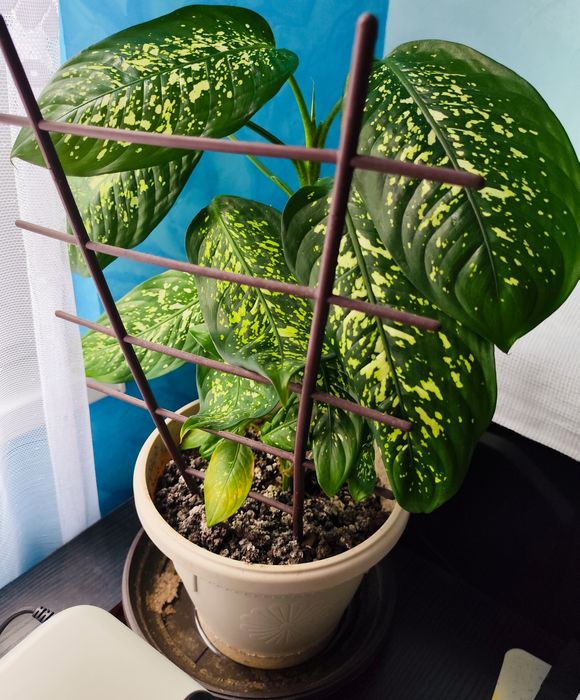 Декоративно растение Дифенбахия